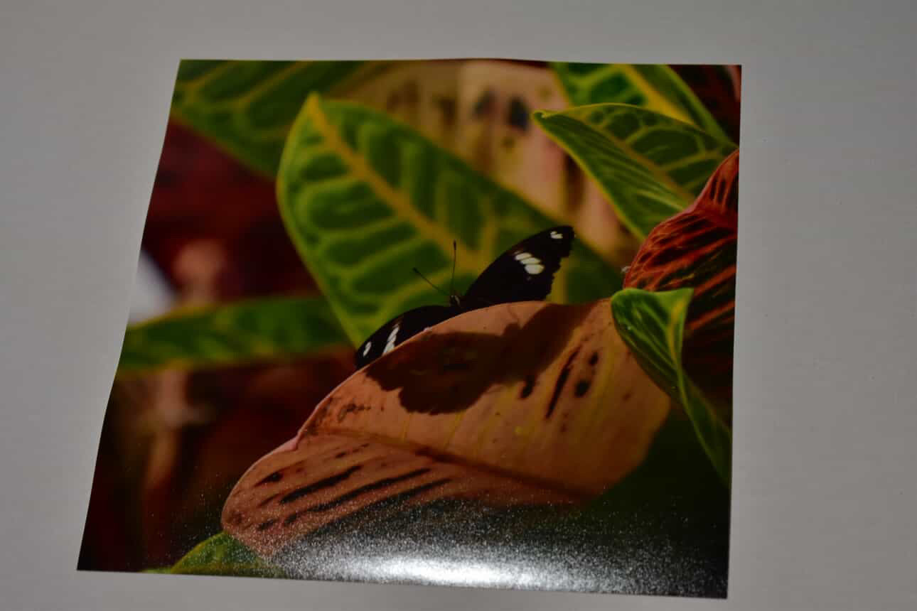 Original Photography